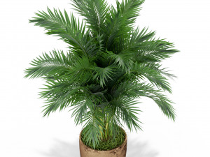 植物收藏 385 3D 模型