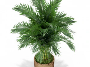 Plants collection 385 3D Model