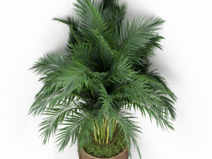 Plants collection 386 3D Model