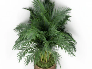Plants collection 386 3D Model