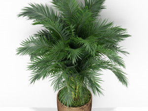 Plants collection 386 3D Model