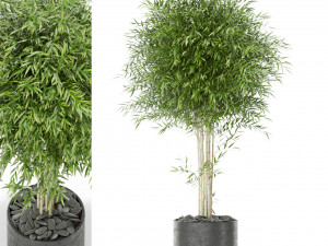 Plants collection 387 3D Model