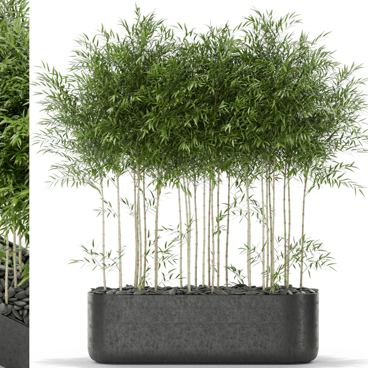 Plants collection 388 3D Model .c4d .max .obj .3ds .fbx .stl .blend