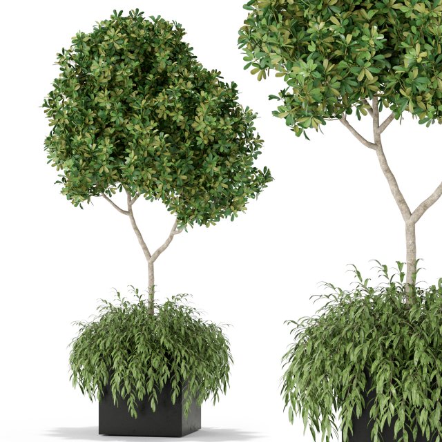 Plants collection 389 3D 模型 .c4d .max .obj .3ds .fbx .stl .blend 