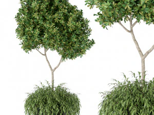 Коллекция растений 389 3D Модель