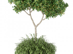Plants collection 389 3D 模型