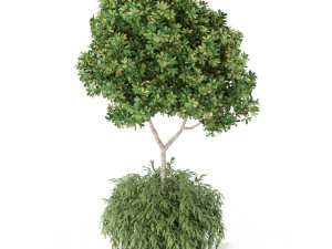 Plants collection 389 3D 模型