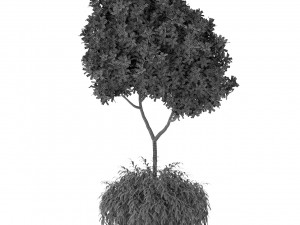 Plants collection 389 3D 模型