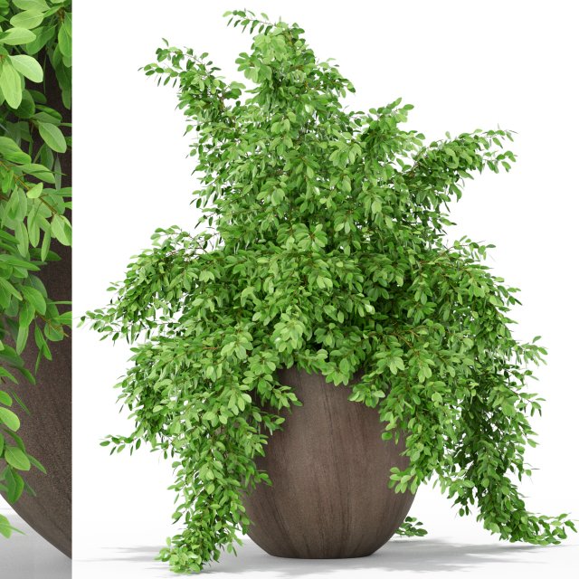 Plants collection 391 Modèle 3D .c4d .max .obj .3ds .fbx .stl .blend 