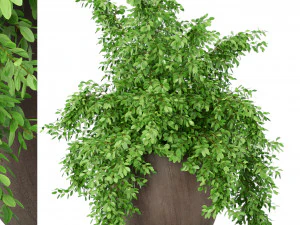 Коллекция растений 391 3D Модель