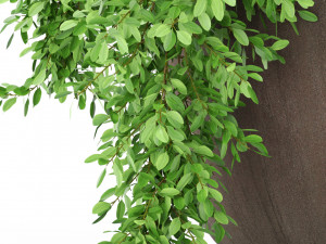Plants collection 391 Modèle 3D