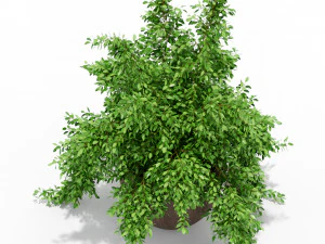 Plants collection 391 3D Model