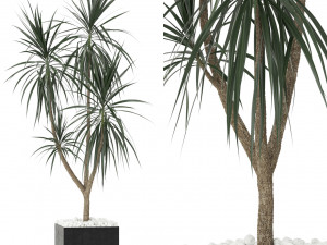 Plants collection 392 3D Model