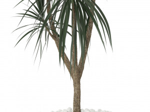 Plants collection 392 3D 模型