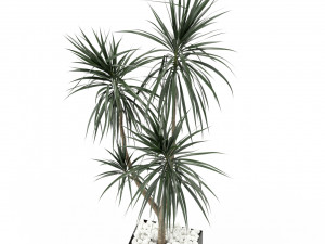 Plants collection 392 3D 模型