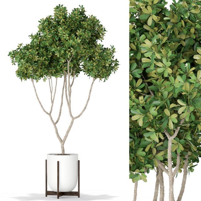Plants collection 393 Modelo 3D .c4d .max .obj .3ds .fbx .stl .blend 