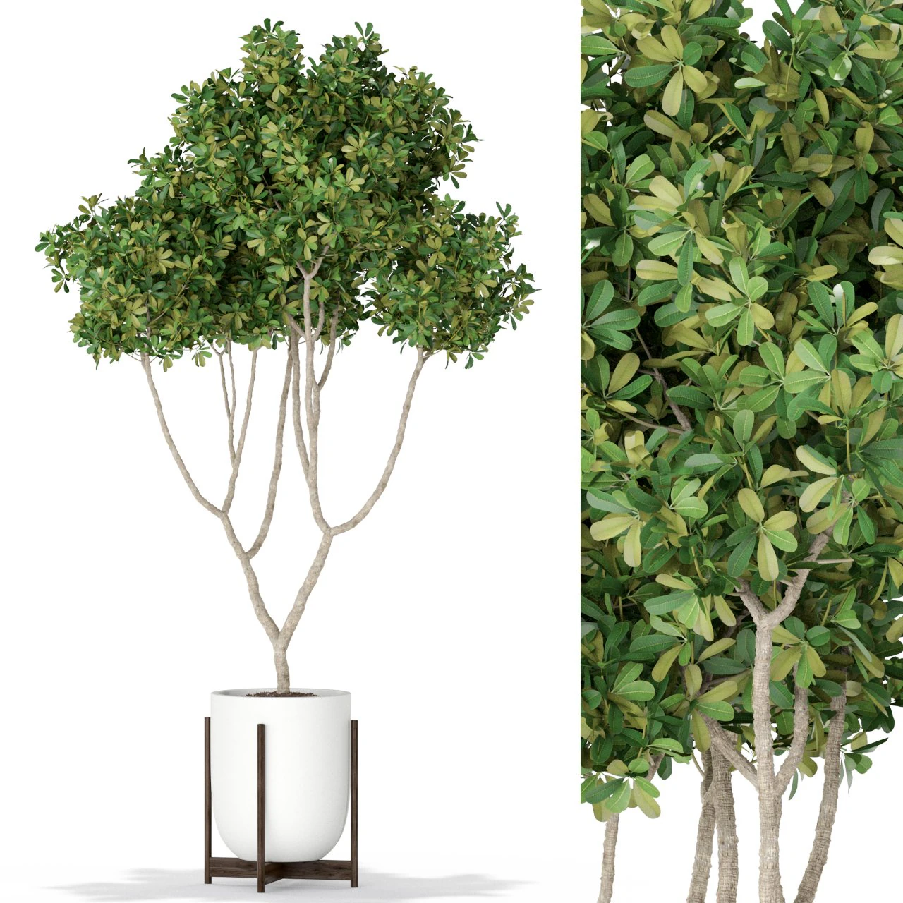 Plants collection 393 3D Model .c4d .max .obj .3ds .fbx .stl .blend 
