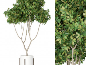 Plants collection 393 3D-Modell