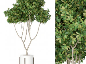 Коллекция растений 393 3D Модель