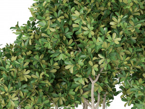 Plants collection 393 Modelo 3D