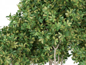Plants collection 393 3D Model