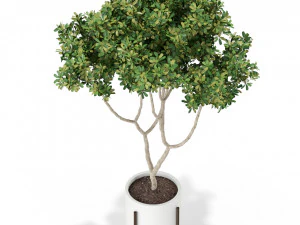 Plants collection 393 3D Model