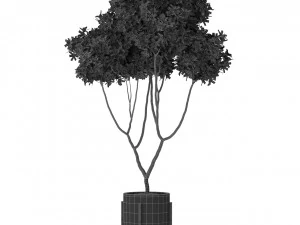 Plants collection 393 3D Model