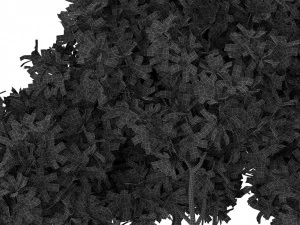 Plants collection 393 3D Model