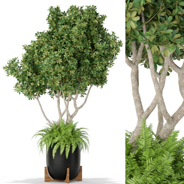 Plants collection 394 3Dモデル .c4d .max .obj .3ds .fbx .stl .blend 