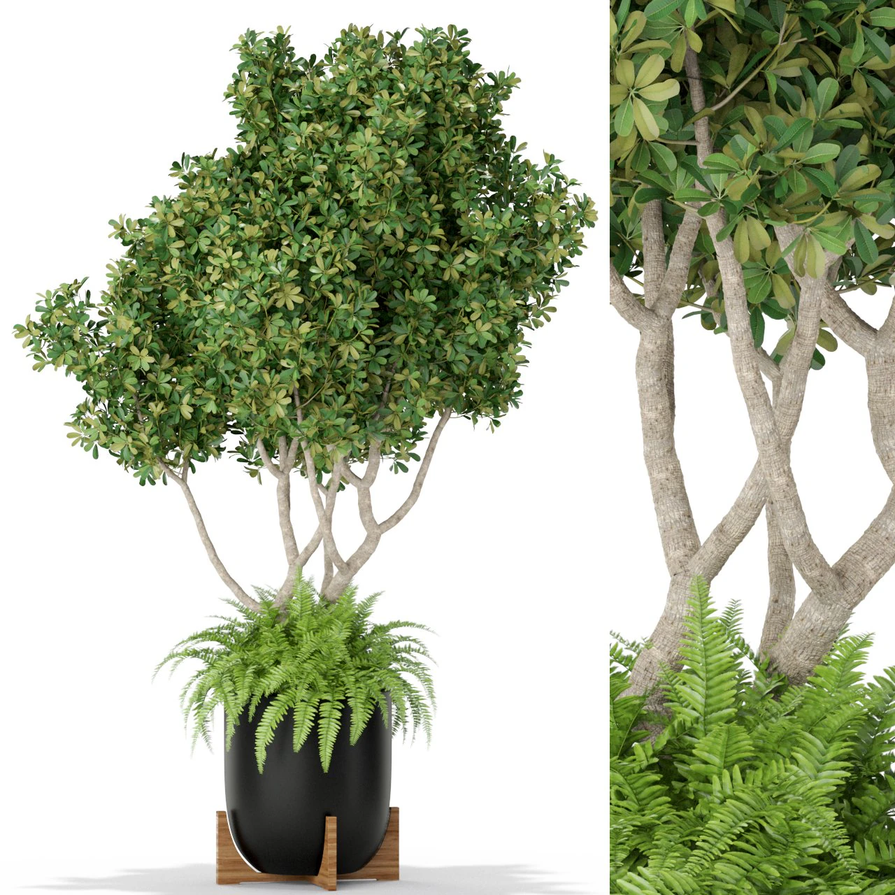 Plants collection 394 3D Model .c4d .max .obj .3ds .fbx .stl .blend
