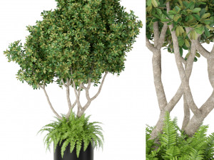 Plants collection 394 3Dモデル