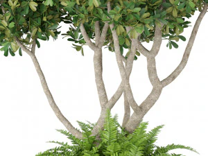 Plants collection 394 3D Model