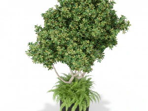 Plants collection 394 3D Model