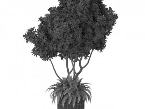 Plants collection 394 3D Model