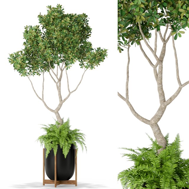 Plants collection 395 Modelo 3D .c4d .max .obj .3ds .fbx .stl .blend 