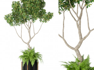 Plants collection 395 3D मॉडल