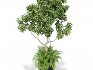 Plants collection 395 3D Model