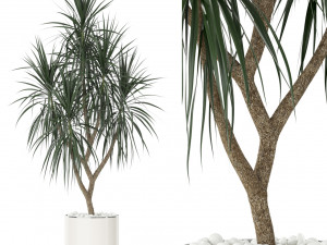 Plants collection 397 3D Model
