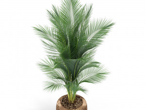 Plants collection 398 3D 模型