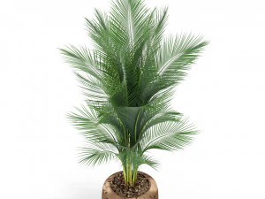 Plants collection 398 3D Model