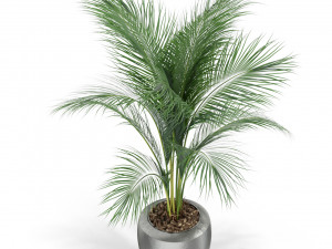 Plants collection 399 3D Model