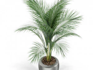 Plants collection 399 3D Model