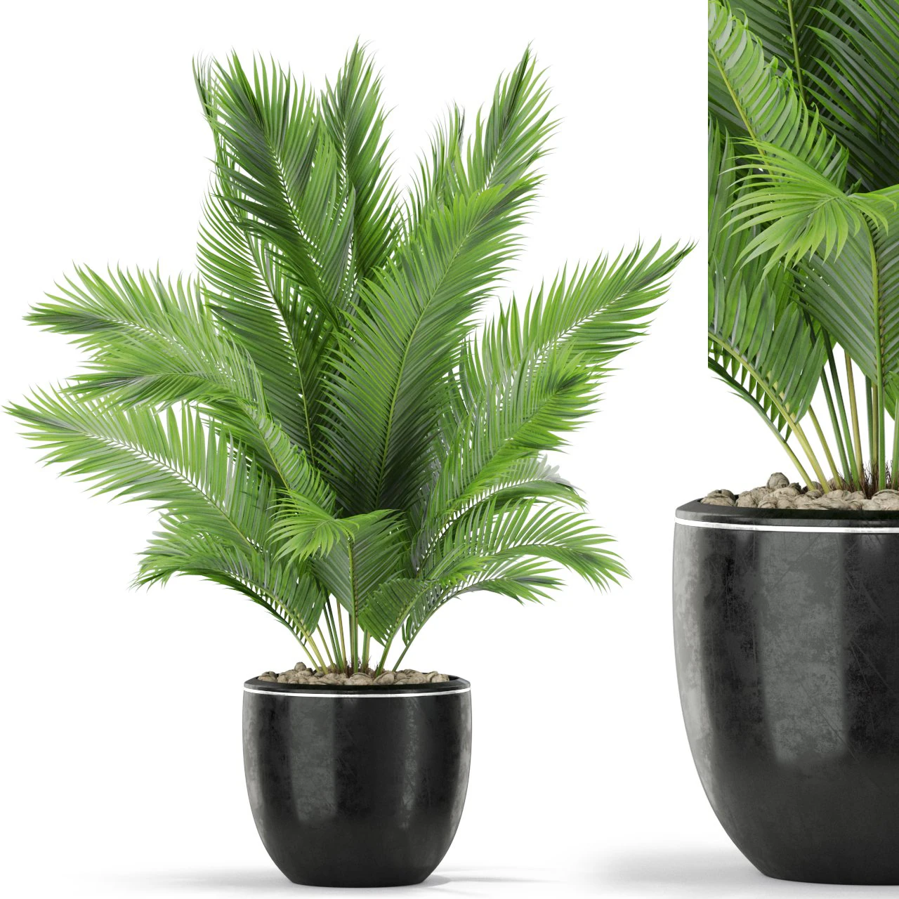 Plants collection 402 3D Model .c4d .max .obj .3ds .fbx .stl .blend 