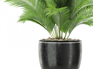Plants collection 402 3D Model