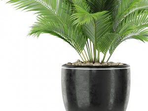 Plants collection 402 3D Model