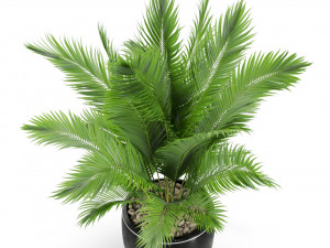 Plants collection 402 3D Model