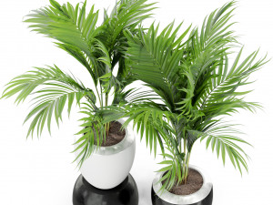 Plants collection 403 3D Model