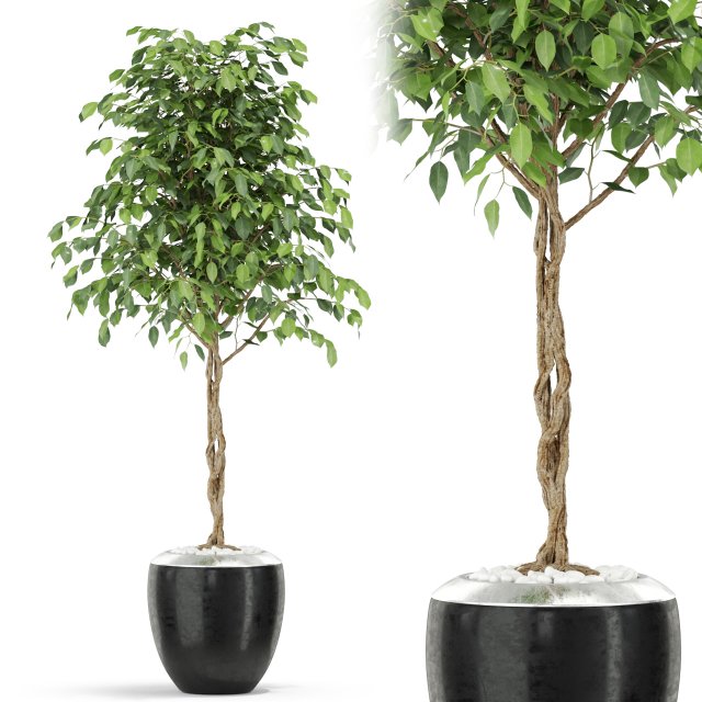 Plants collection 404 3D 模型 .c4d .max .obj .3ds .fbx .stl .blend 