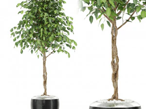 Koleksi tanaman 404 Model 3D