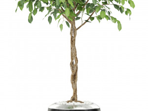 Plants collection 404 3D 模型
